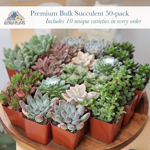 Altman Plants five-variety set of 10 succulents creates diverse textures for decor.