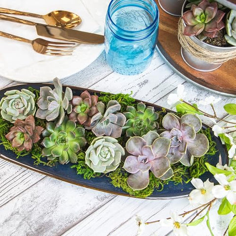 Altman Plants fresh-from-farm succulents bring vibrant hues to homes and events.