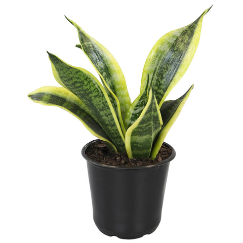 Altman Plants fully-rooted snake plant arrives ready to display.