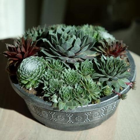 Altman Plants fully-rooted succulent mix pairs vibrant colors with minimal care