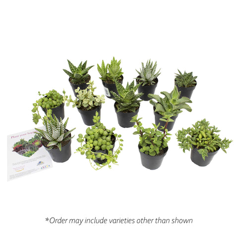 Altman Plants gasteria variety in a compact 2.5-inch pot for indoors.