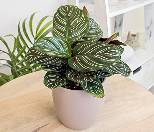 Altman Plants gift-ready package with planters and soil options.