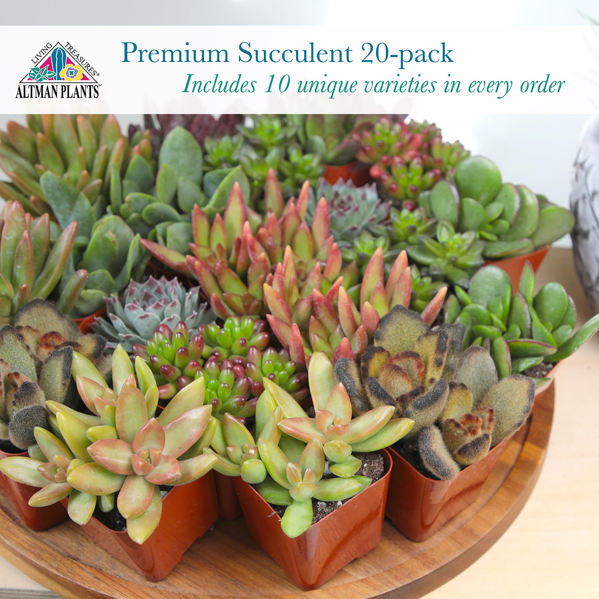Altman Plants gift-ready succulents for plant lovers