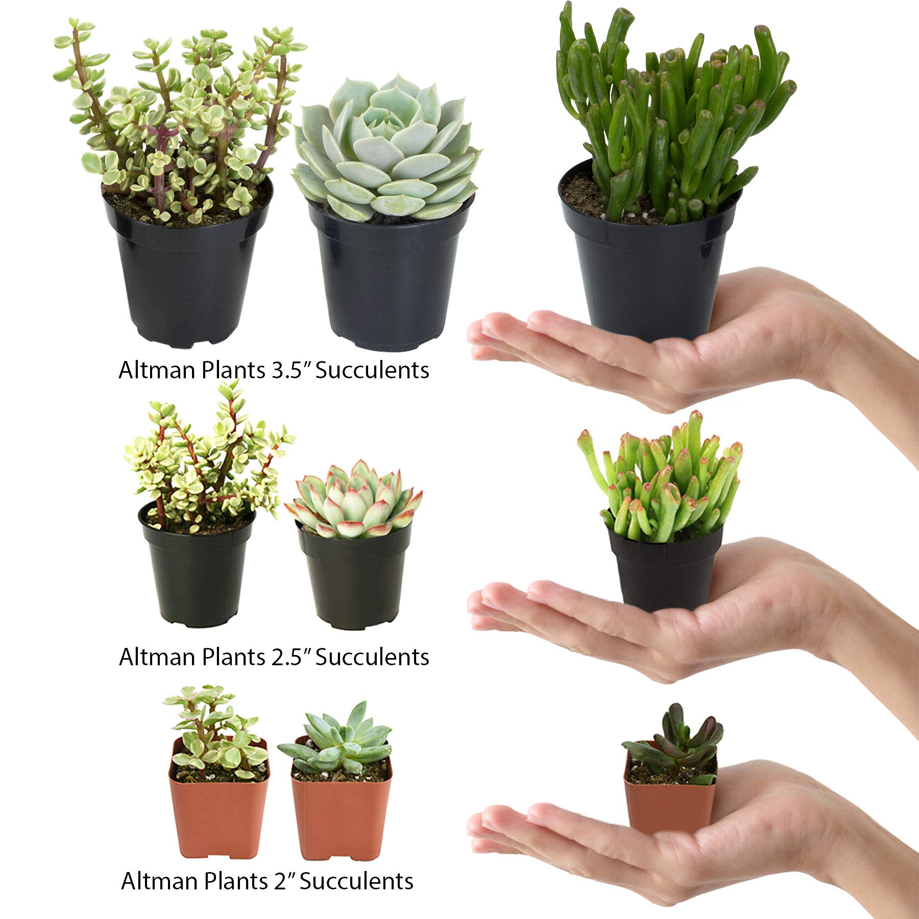 Altman Plants haworthia in a compact 2.5-inch pot for desk display.