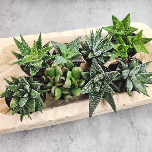 Altman Plants Haworthia and Aloe group, ideal for bright indoor shelves.