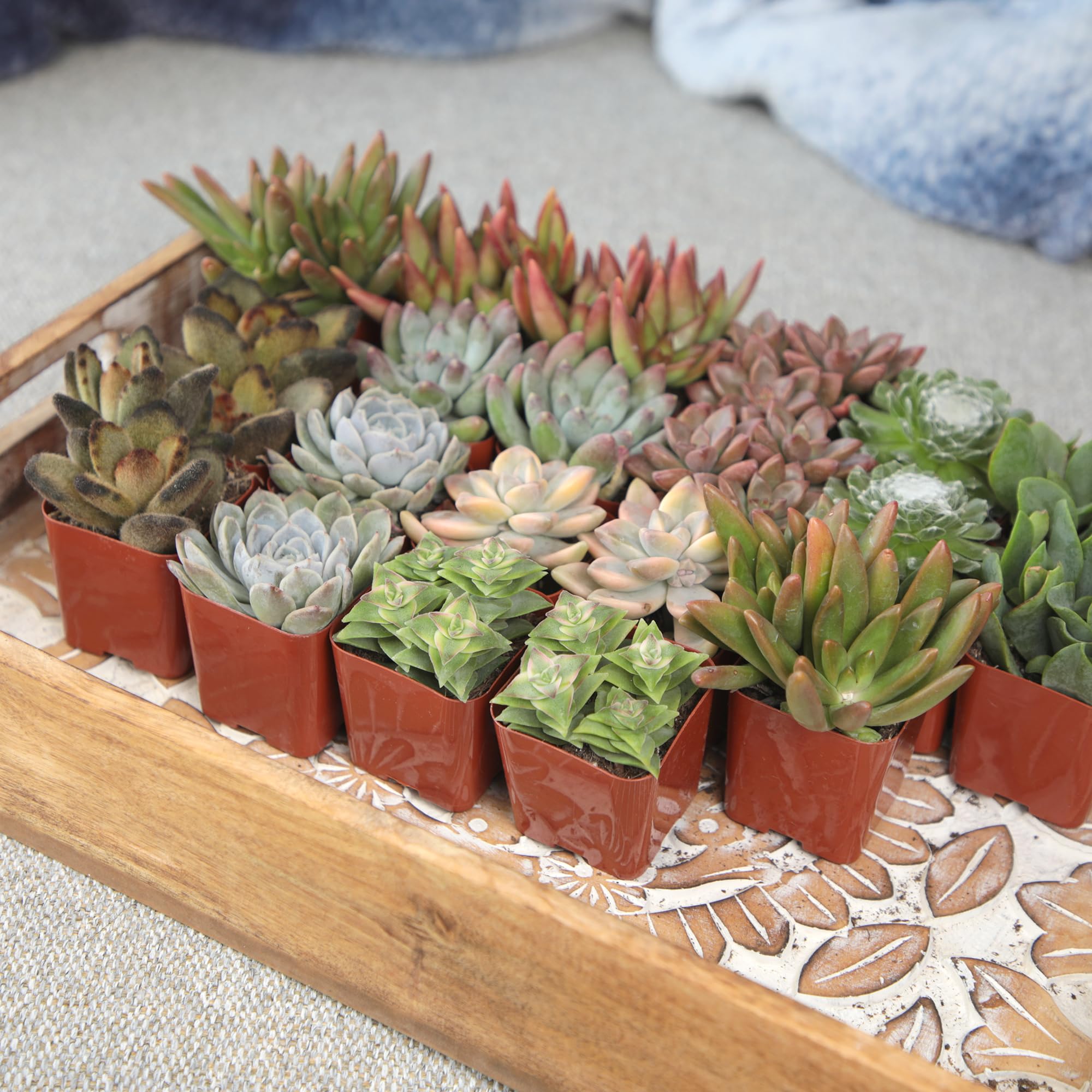 Altman Plants healthy arrival with hand-selected mini succulents