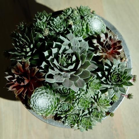 Altman Plants hens and chicks rosettes admired for low-maintenance beauty and year-round appeal