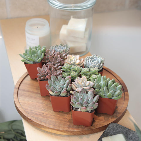 Suitable for indoor or outdoor display with bright light and sparse watering.