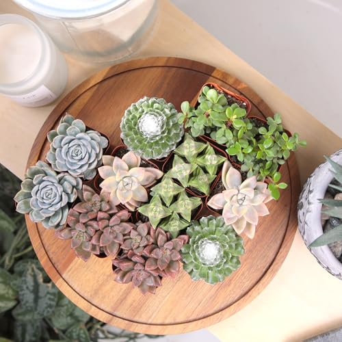 Kalanchoe, Crassula, and Portulacaria selections provide beginner-friendly greenery.