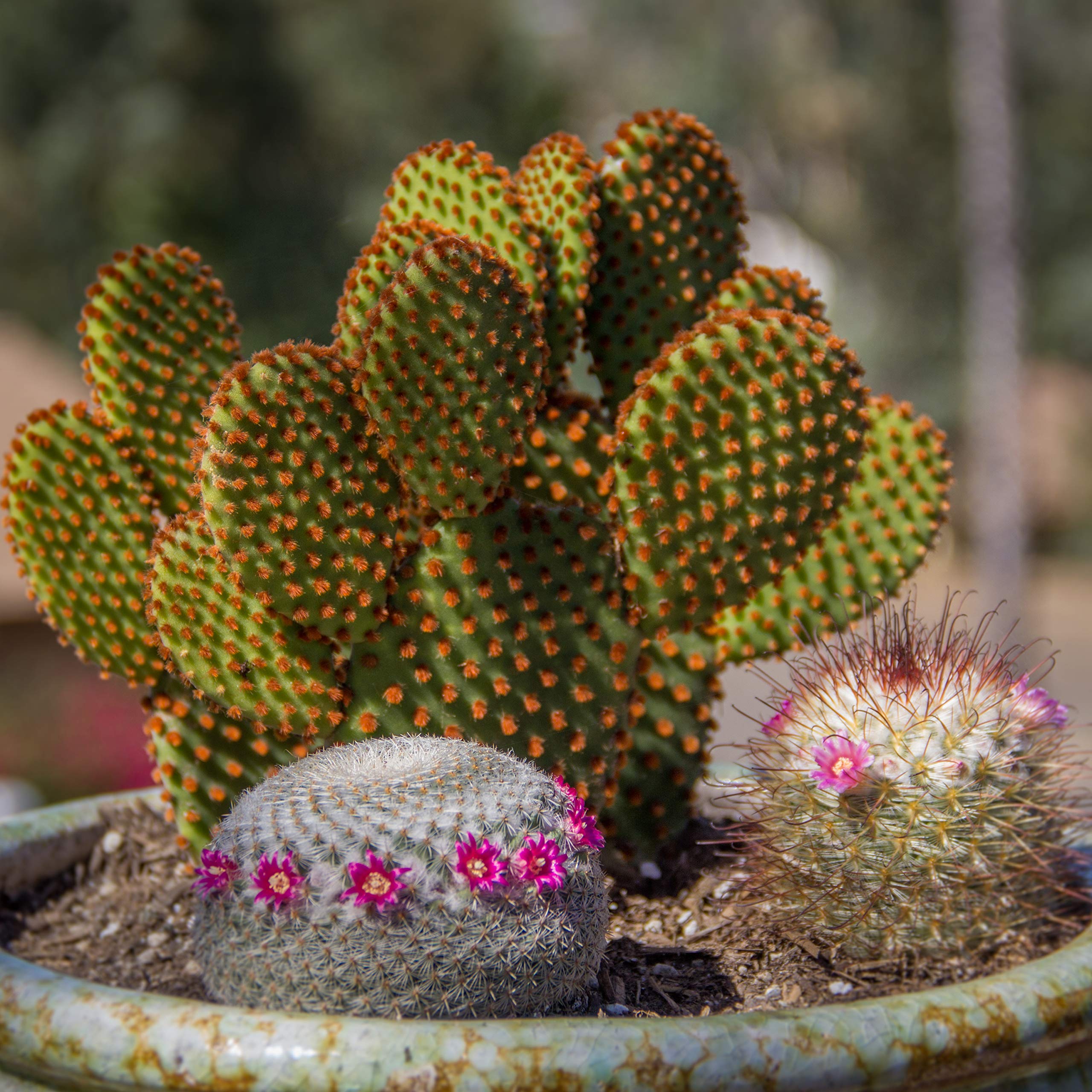 Altman Plants live cactus houseplants bring desert charm to indoor spaces.