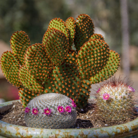 Altman Plants live cactus houseplants bring desert charm to indoor spaces.