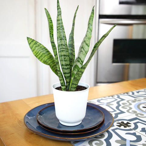 Altman Plants live indoor snake plant—architectural foliage adds natural texture.