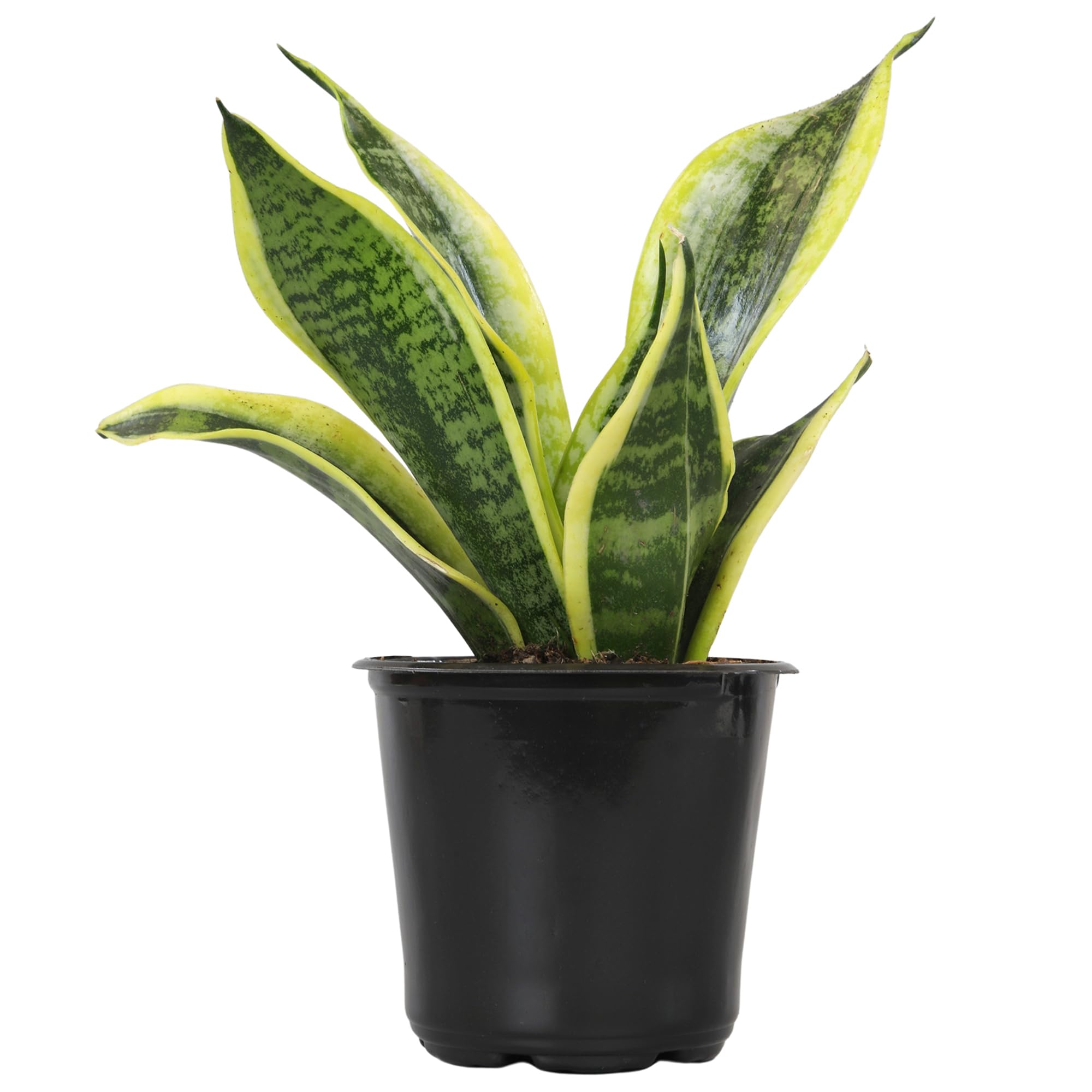 Altman Plants snake plant Superba stands 13 inches tall with sculptural upright leaves.