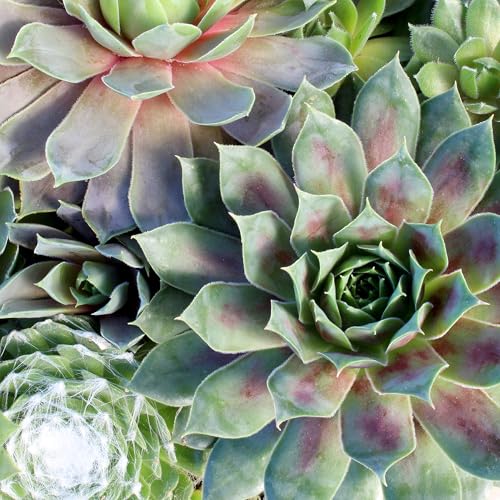 Altman Plants live succulents bowl showcases hardy arrangement suitable for desks and patios