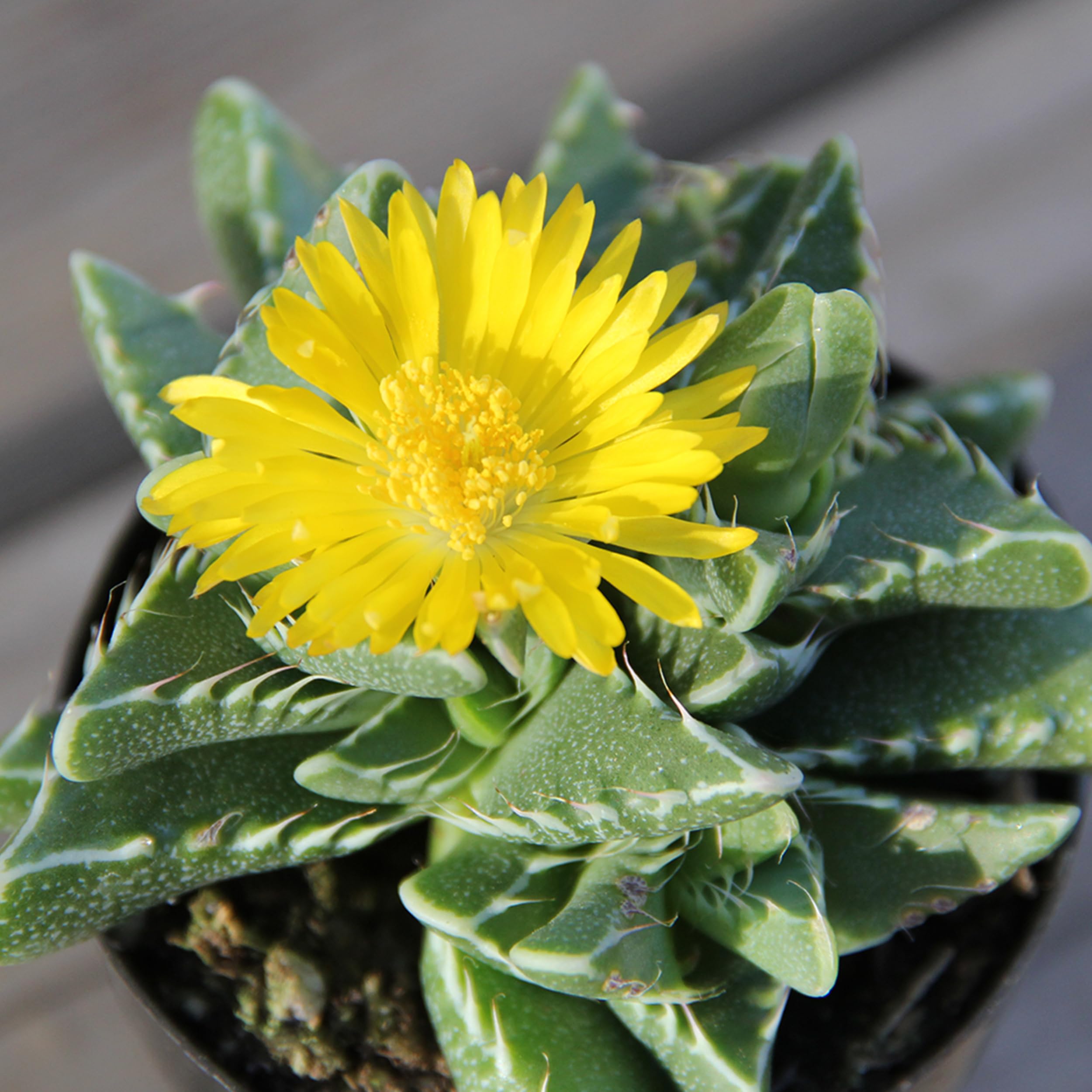 Altman Plants living room and entryway succulents color a modern space.
