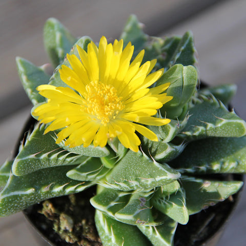 Altman Plants living room and entryway succulents color a modern space.