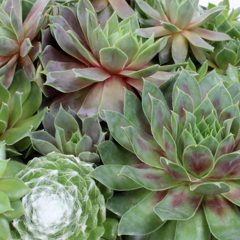 Altman Plants low-maintenance gift ideal for gardeners and newcomers alike