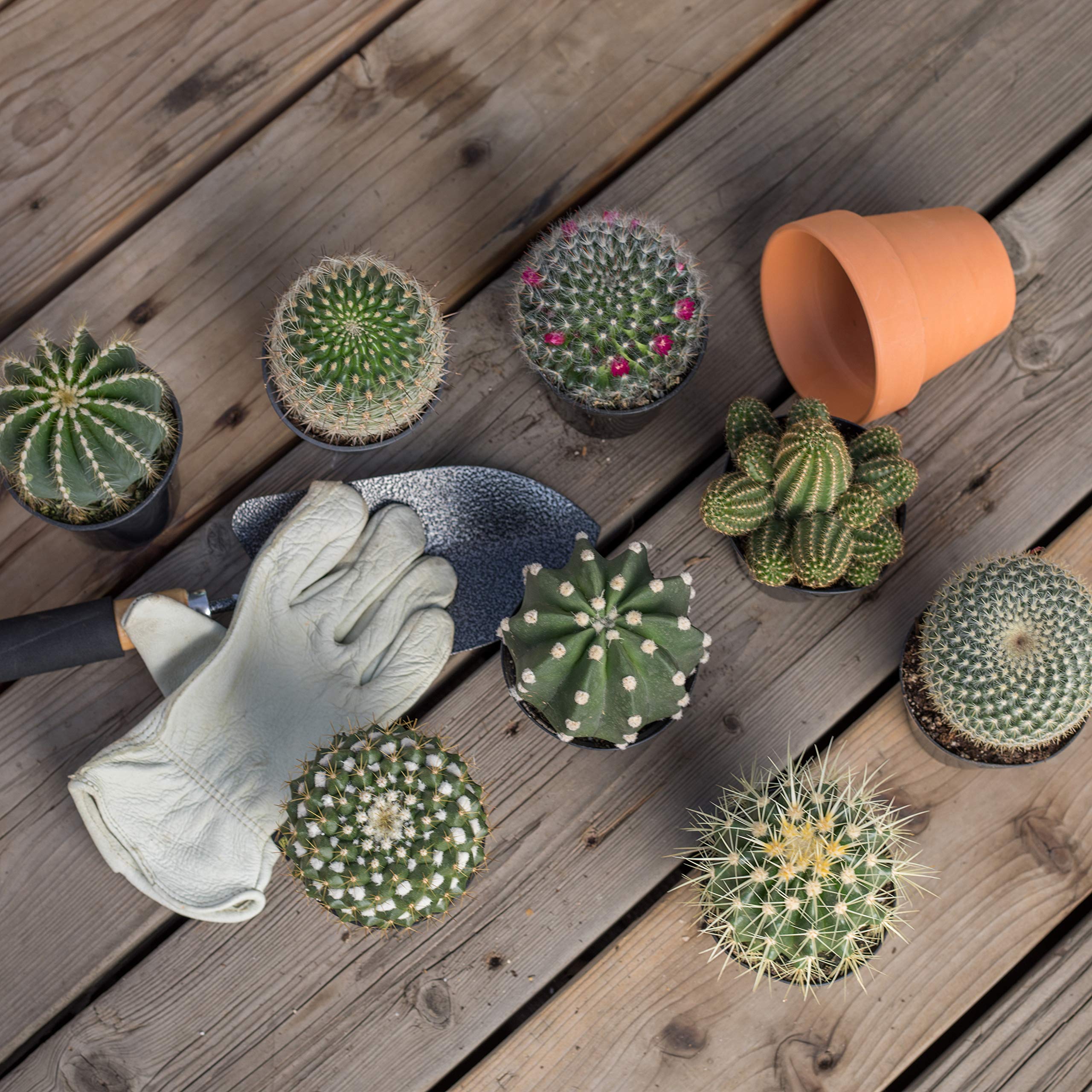 Altman Plants mammillaria variety adds compact shape for adaptable home display.