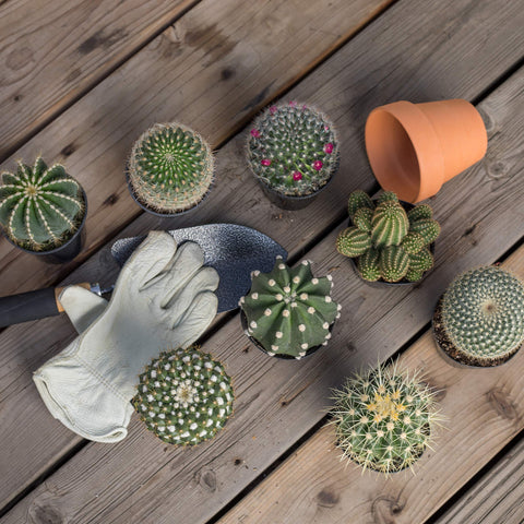 Altman Plants mammillaria variety adds compact shape for adaptable home display.