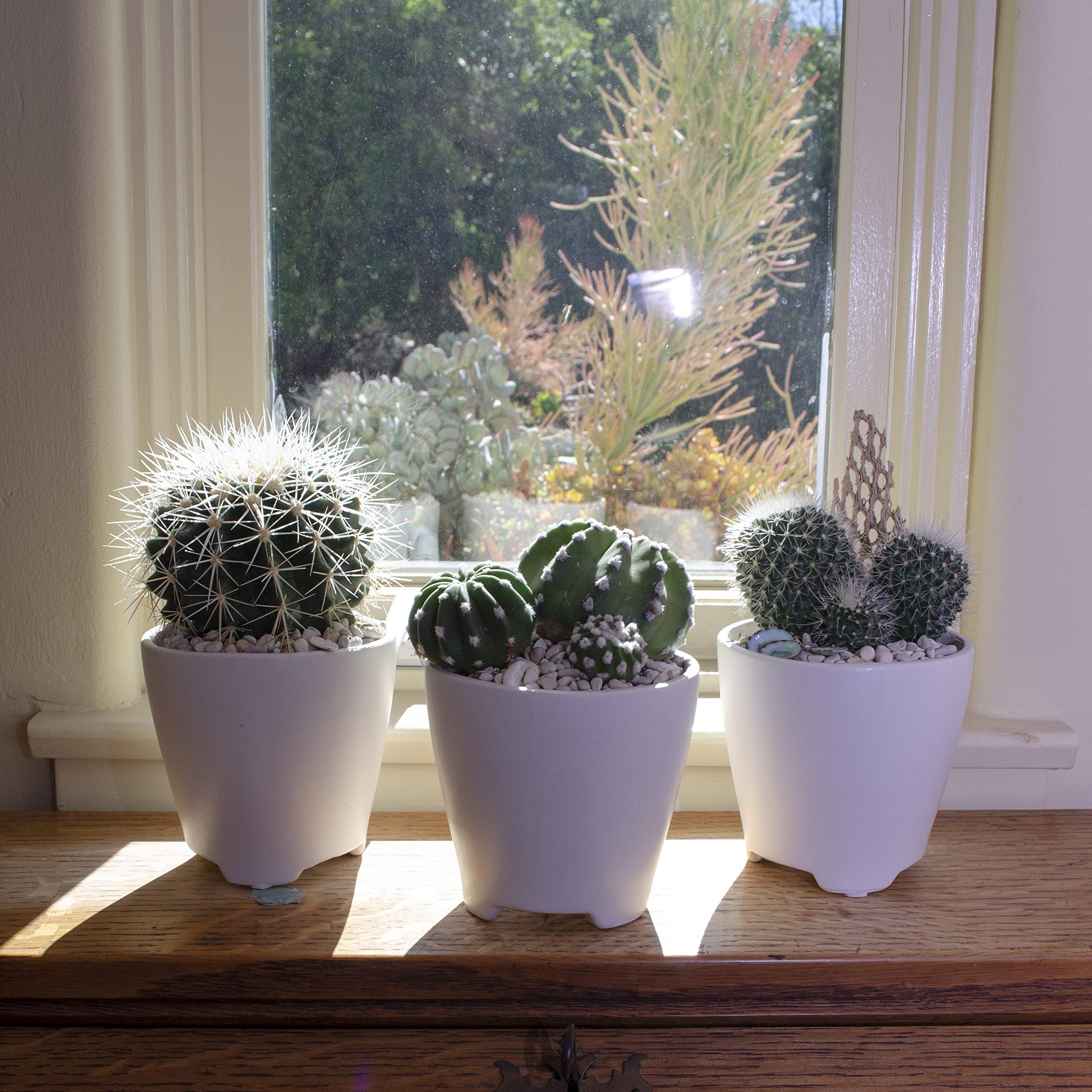 Altman Plants notocactus option brings rounded forms to tabletops and sunny windows.