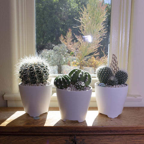 Altman Plants notocactus option brings rounded forms to tabletops and sunny windows.