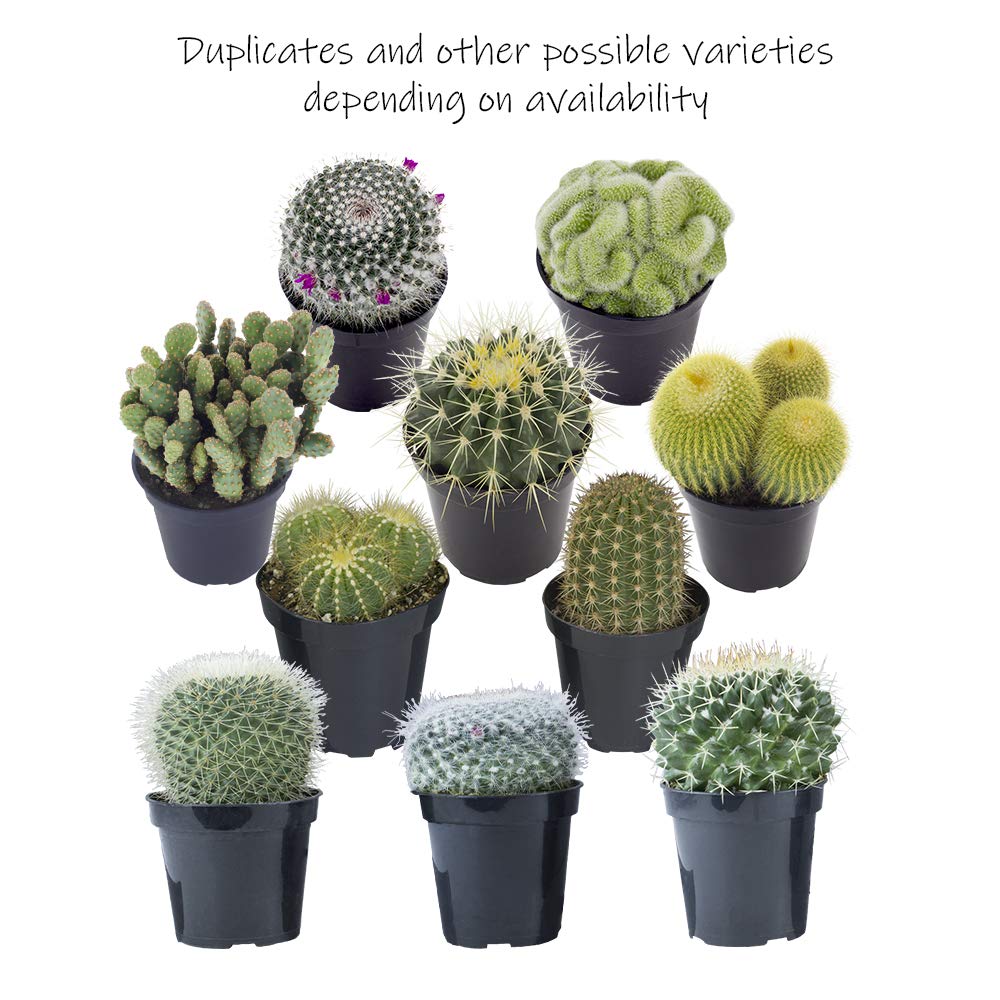 Altman Plants opuntia selection provides flat pads suited for modern planters.