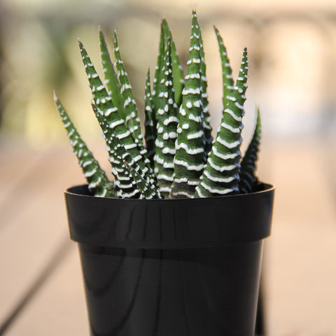 Altman Plants assorted indoor succulents shipped with care instructions.