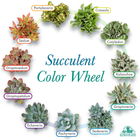 Altman Plants party plants serve as thoughtful gifts and decorative accents.
