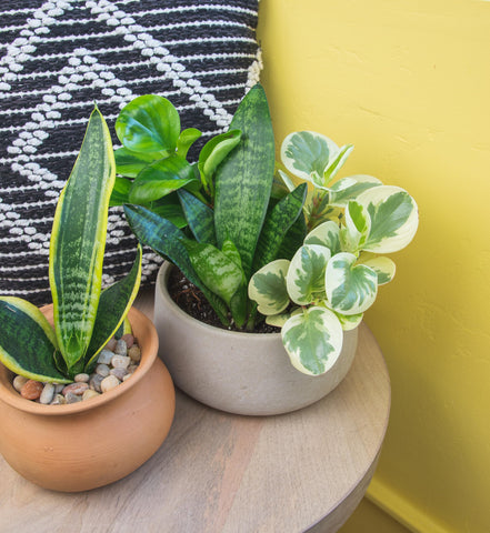 Altman Plants peperomia compact leaves ideal for tabletops.