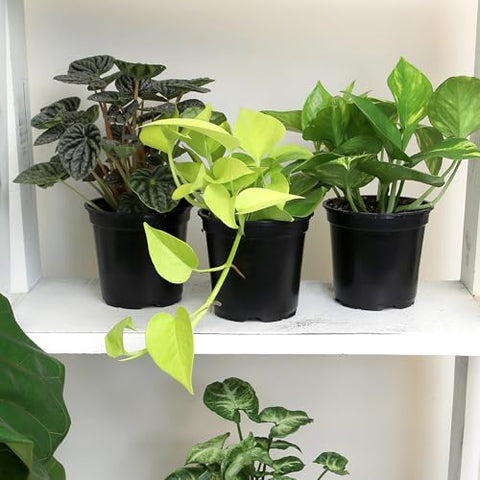 Altman Plants philodendron variety enhances décor with lush, vibrant foliage.
