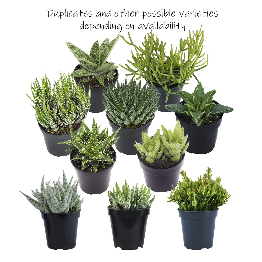 Altman Plants portulacaria in a 2.5-inch pot for home office greenery.