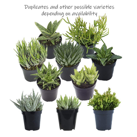 Altman Plants portulacaria in a 2.5-inch pot for home office greenery.