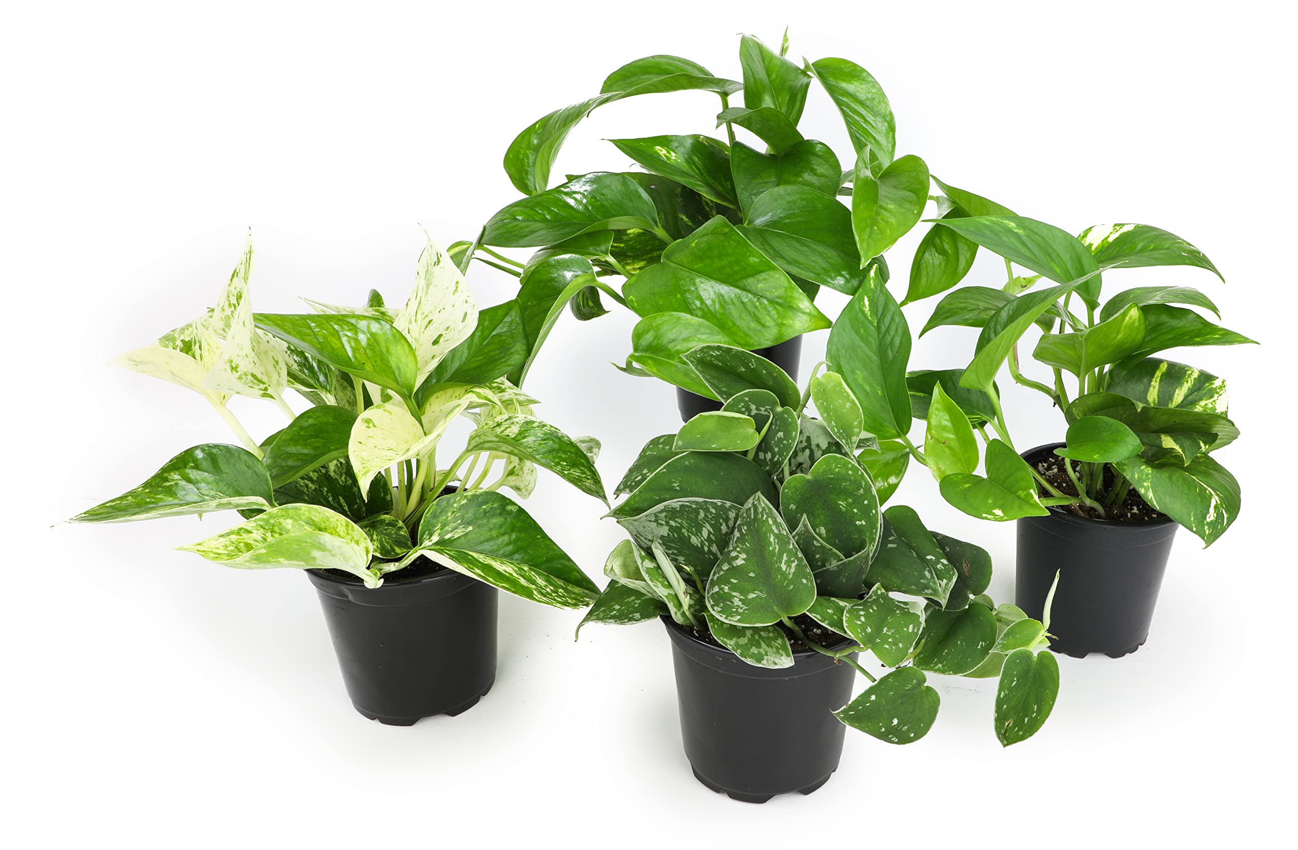 Altman Plants pothos 4pk full plants for a lush indoor display
