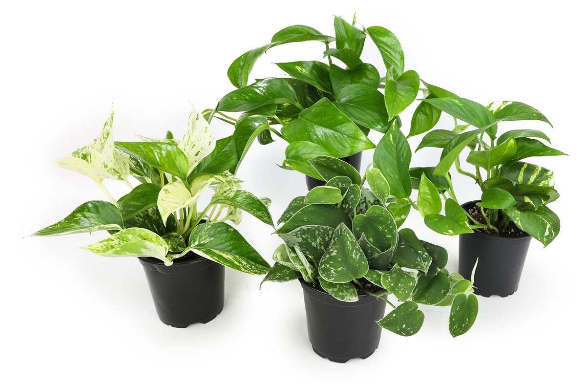 Altman Plants pothos 4pk full plants for a lush indoor display
