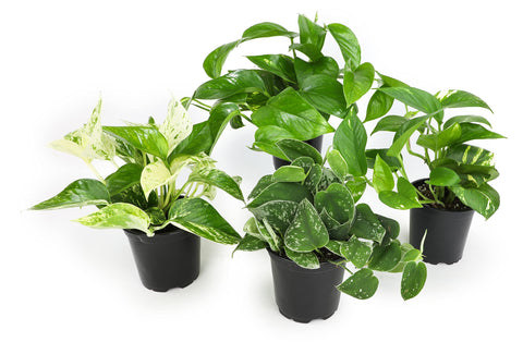 Altman Plants pothos 4pk full plants for a lush indoor display