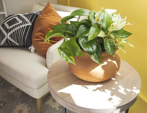Altman Plants pothos glossy heart leaves brighten living spaces