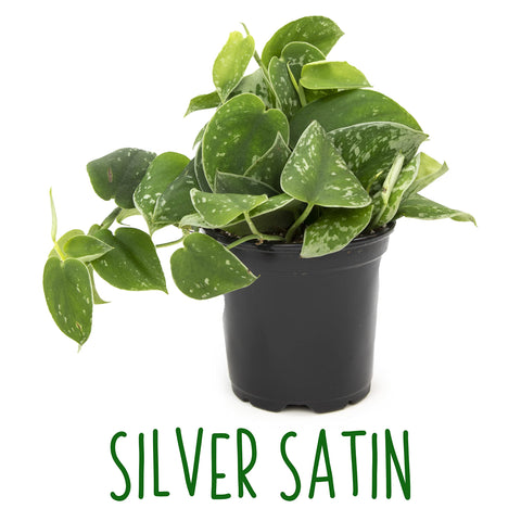 Altman Plants pothos hanging-basket display offers versatile decor