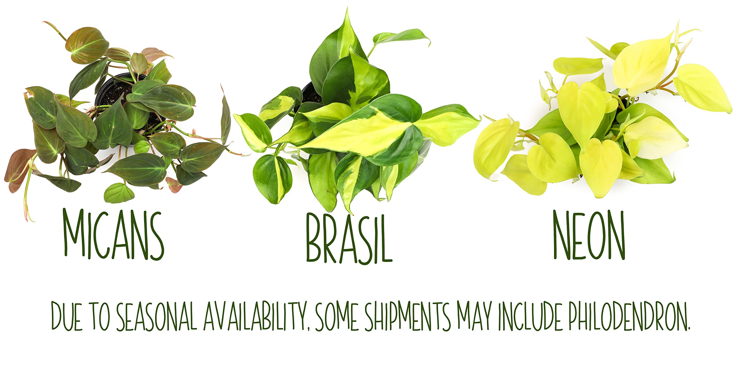 Altman Plants pothos healthy roots indicate reliable quality