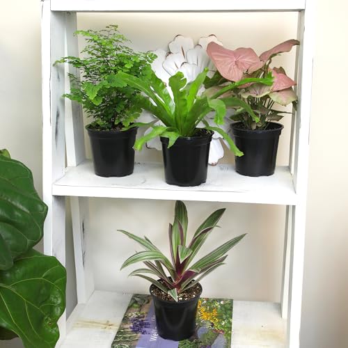Altman Plants pothos in soil offers easy trailing greenery for shelves.