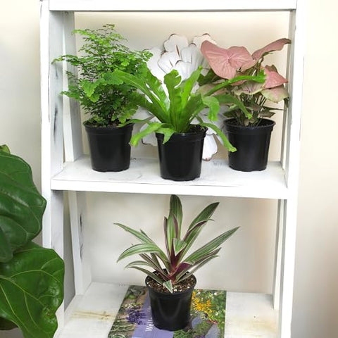 Altman Plants pothos in soil offers easy trailing greenery for shelves.