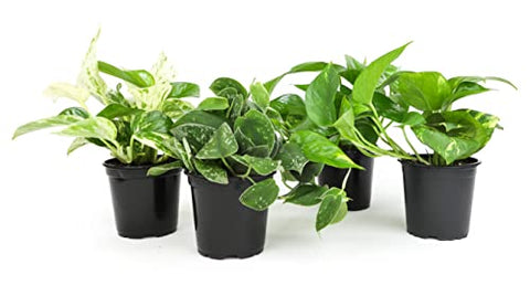 Altman Plants pothos light needs minimal for thriving indoors