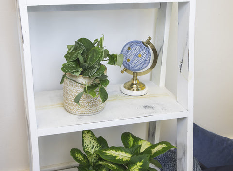 Altman Plants pothos nursery pot closeup shows healthy roots