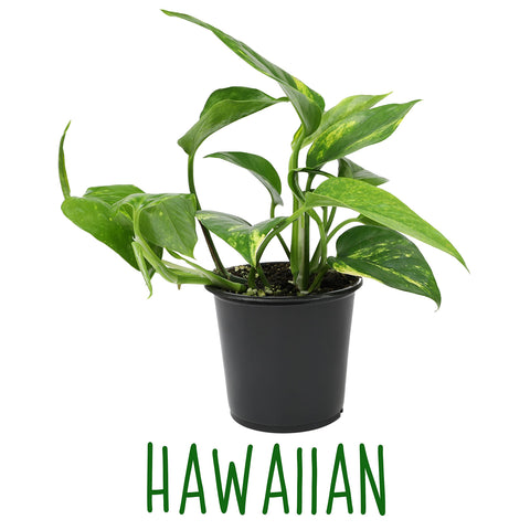 Altman Plants pothos room decor idea for bright indirect light