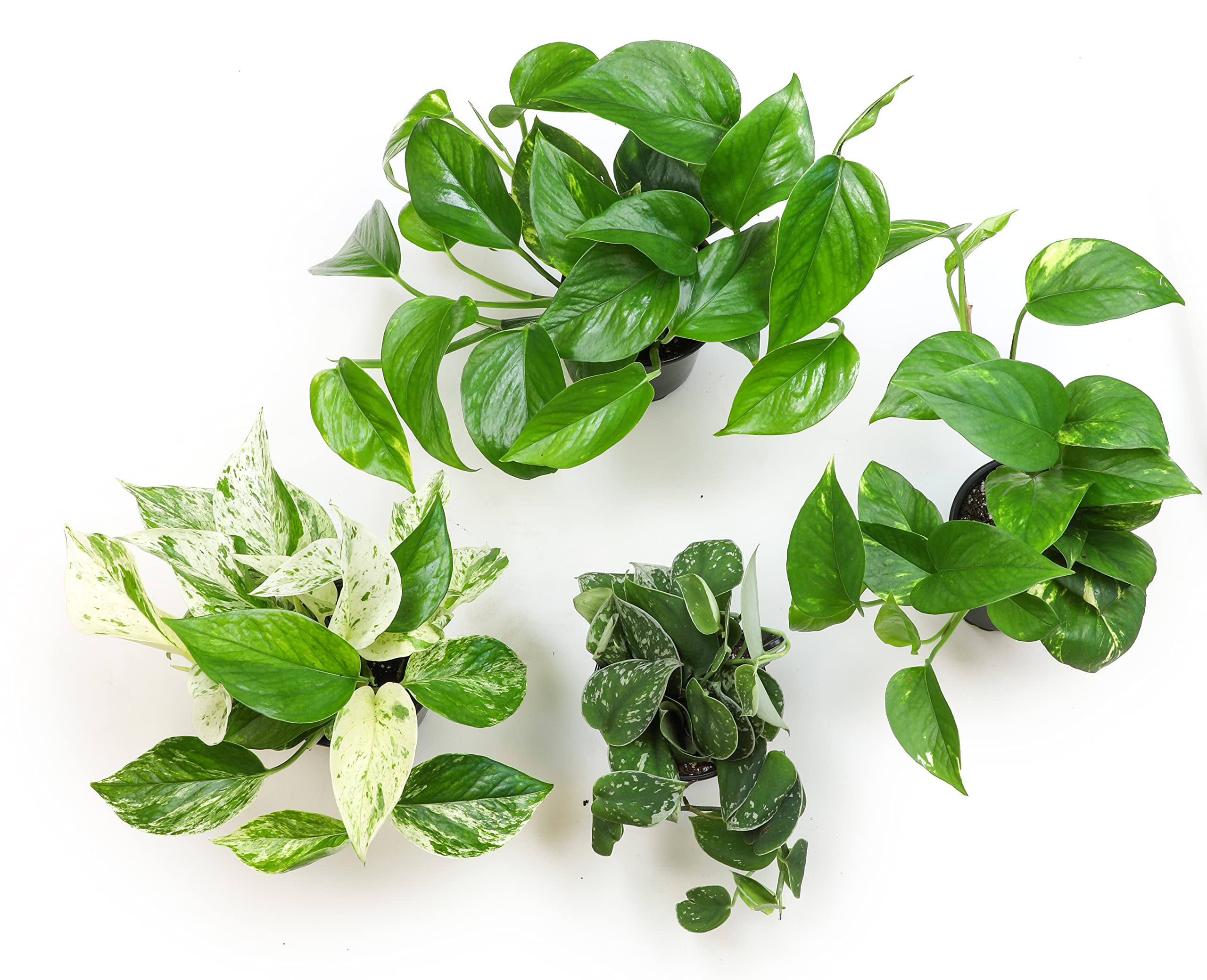 Altman Plants pothos trailing vines closeup highlight lush indoor decor