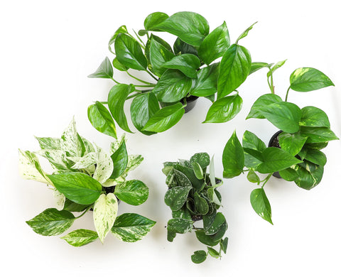 Altman Plants pothos trailing vines closeup highlight lush indoor decor