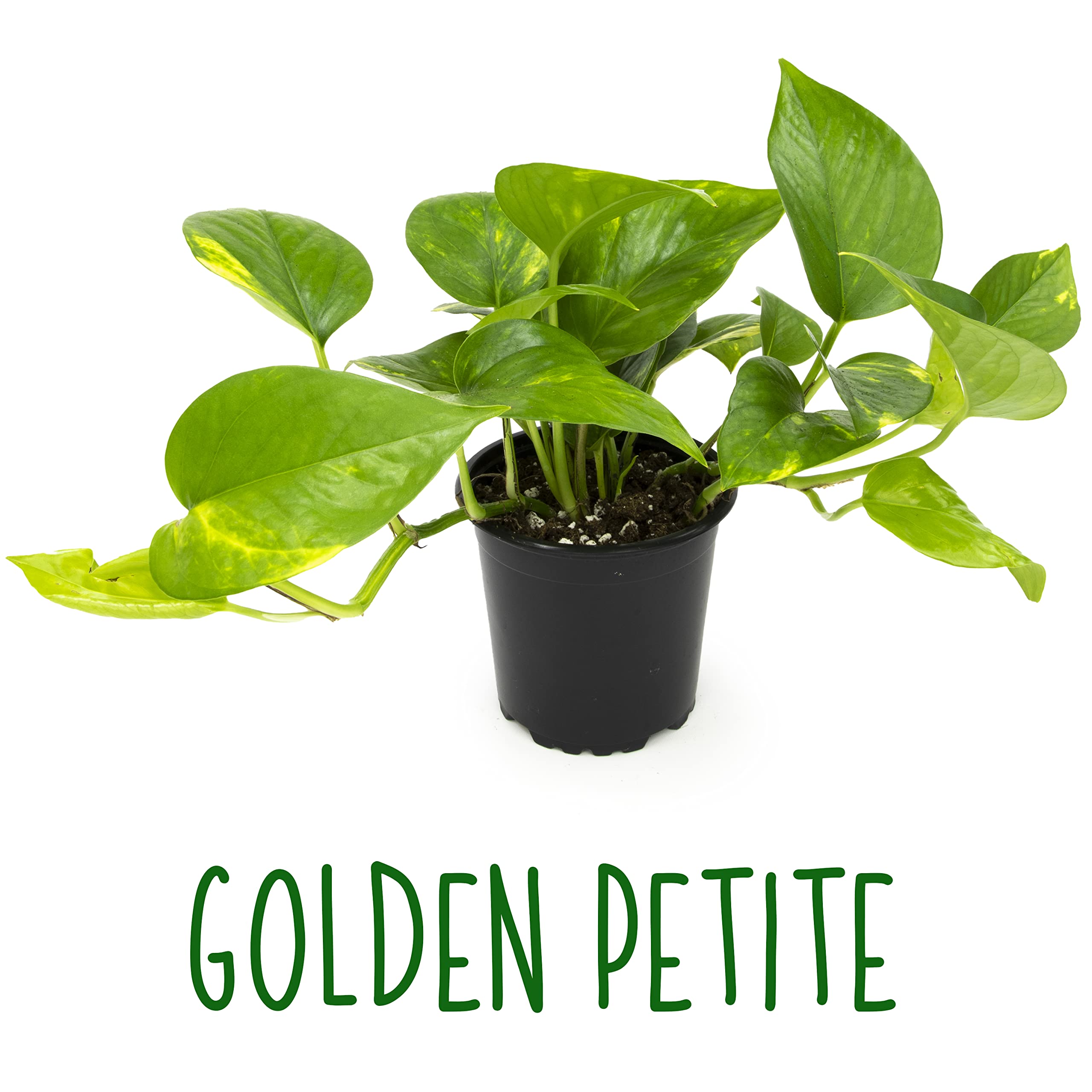 Altman Plants pothos wide bundle showcases lush foliage