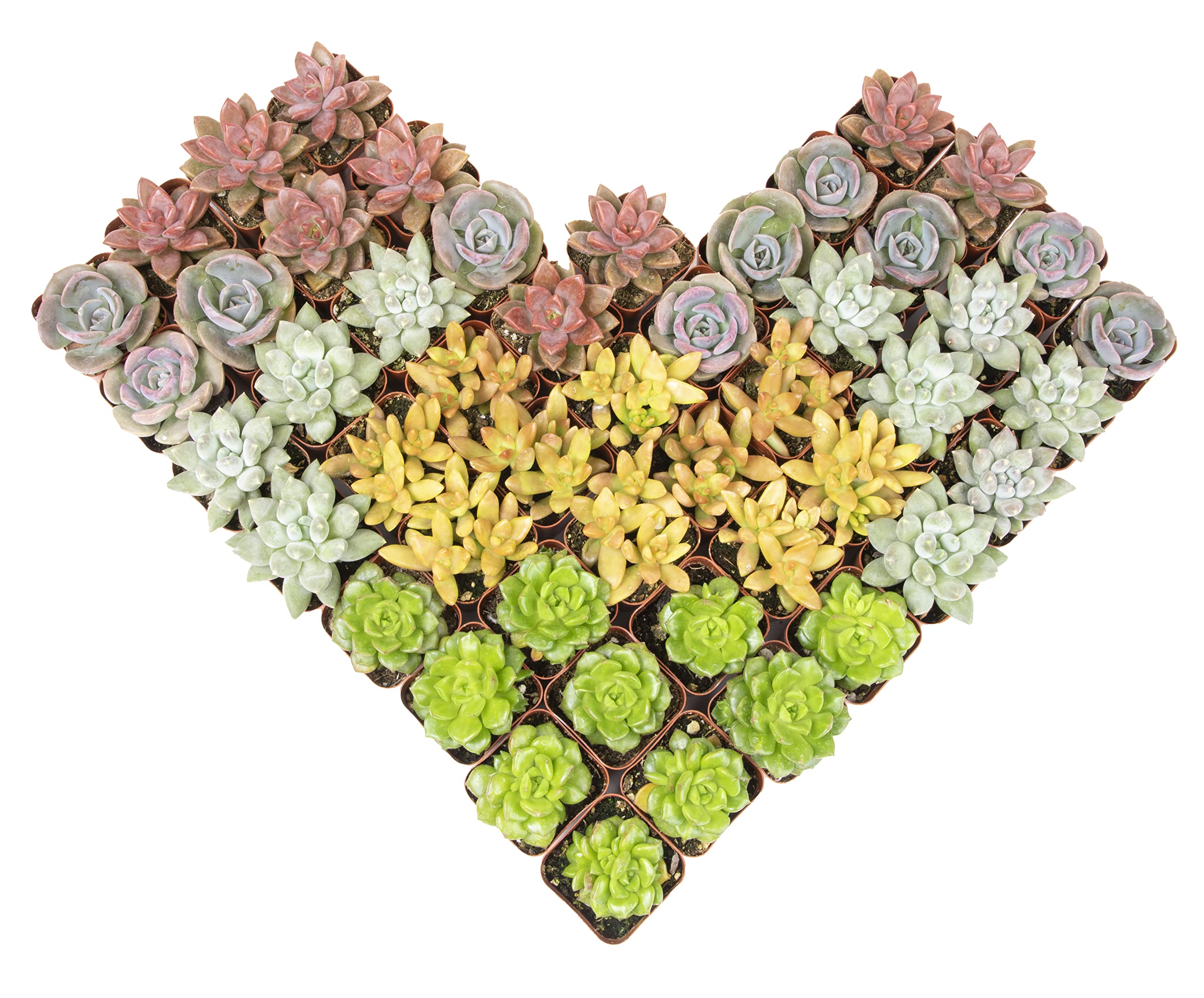 Altman Plants premium bulk succulents 50-pack offers bold color for centerpiece displays.