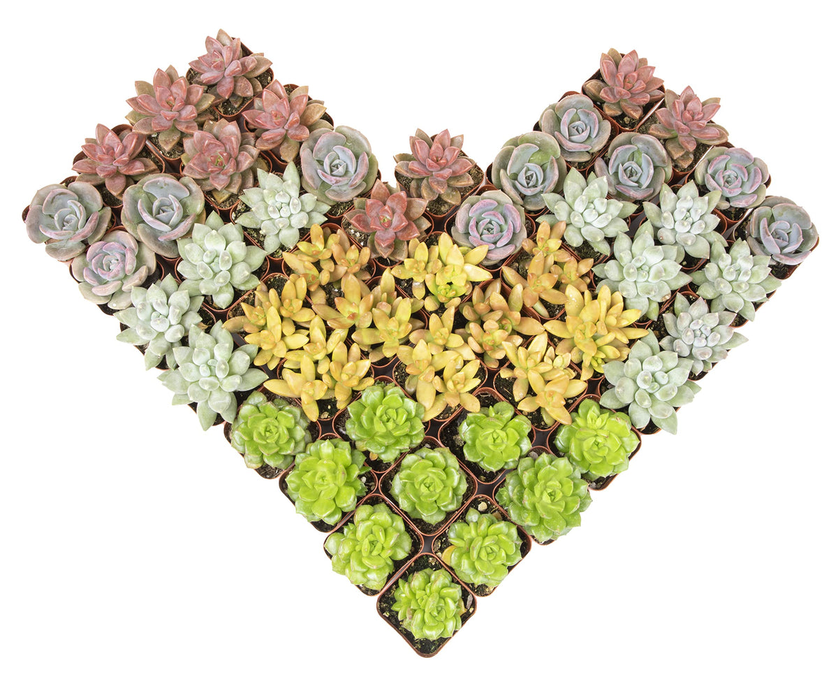 Altman Plants premium bulk succulents 50-pack offers bold color for centerpiece displays.