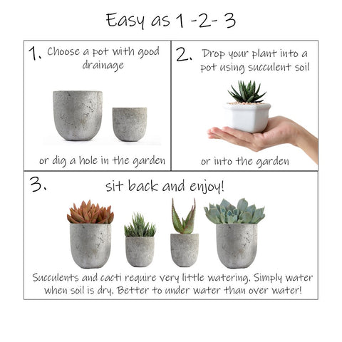 Altman Plants rhipsalis trailing succulent in a 2.5-inch pot for shelf decor.