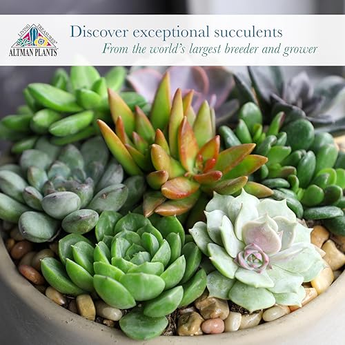 Sedum adolphi, Sedeveria, Graptosedum offer diverse textures.